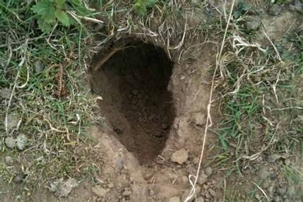 Rabbit Hole
