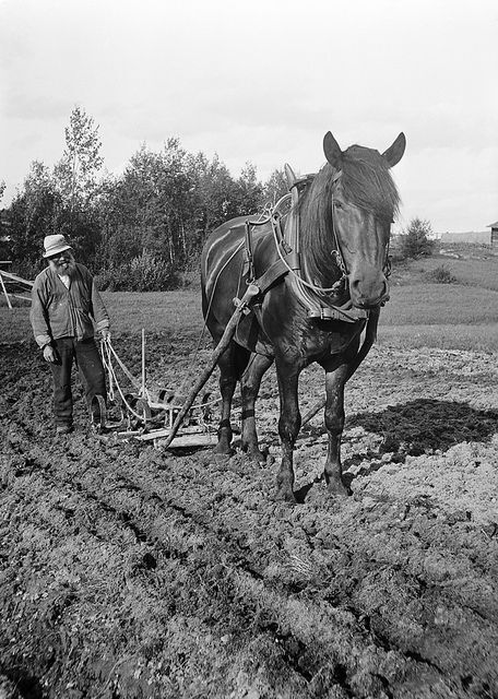 Ploughing1910